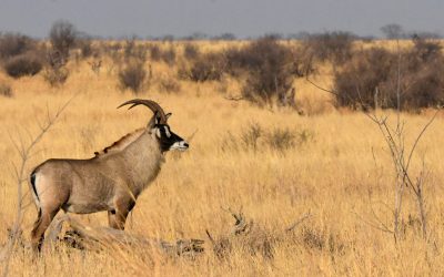 Roan Antelope Hwange National Park
