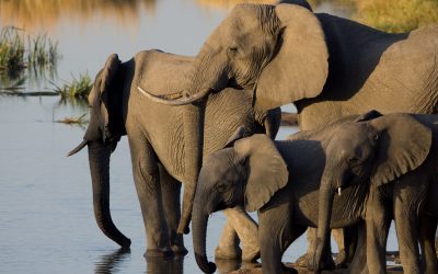 Elephants drinking at a waterhole
