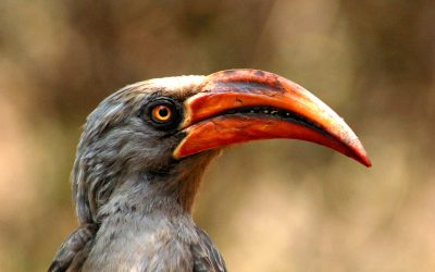 Red billed hornbill