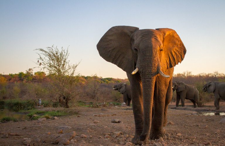 And just before the sun sinks below the horizon signalling the end of another day in Africa … the big boys arrive!