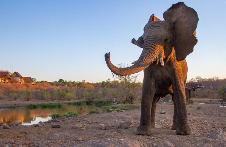 The elephant may suspect someone is nearby, so he shakes his head in irritation and as a warning sign.