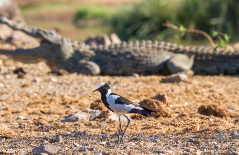 A blacksmith lapwing wanders bravely past the sleeping crocodile.