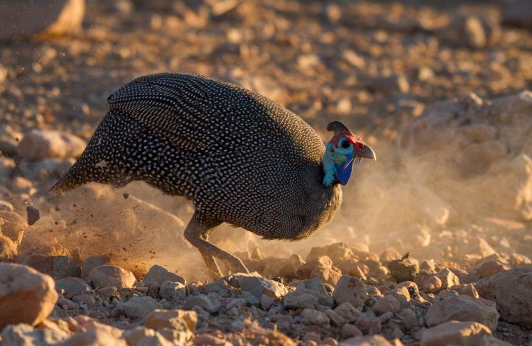 The late afternoon sun shows off the brilliant colours of wild guinea fowl.