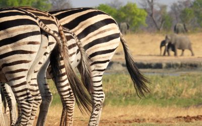 Zebra and elephant