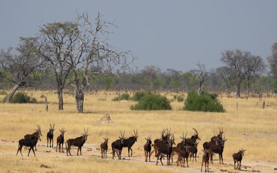 herd of sable