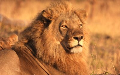 Resting Male Lion