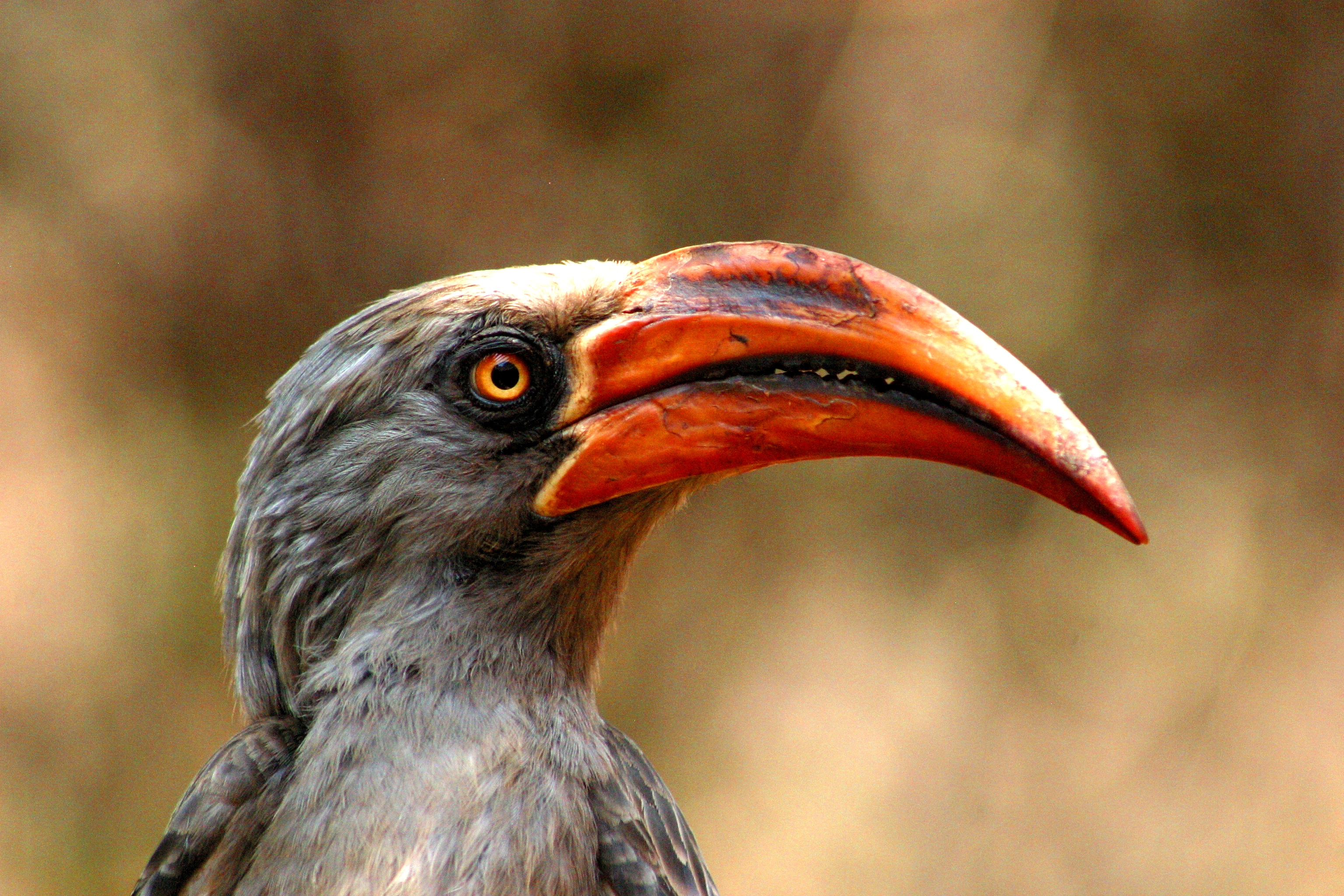 Red billed hornbill