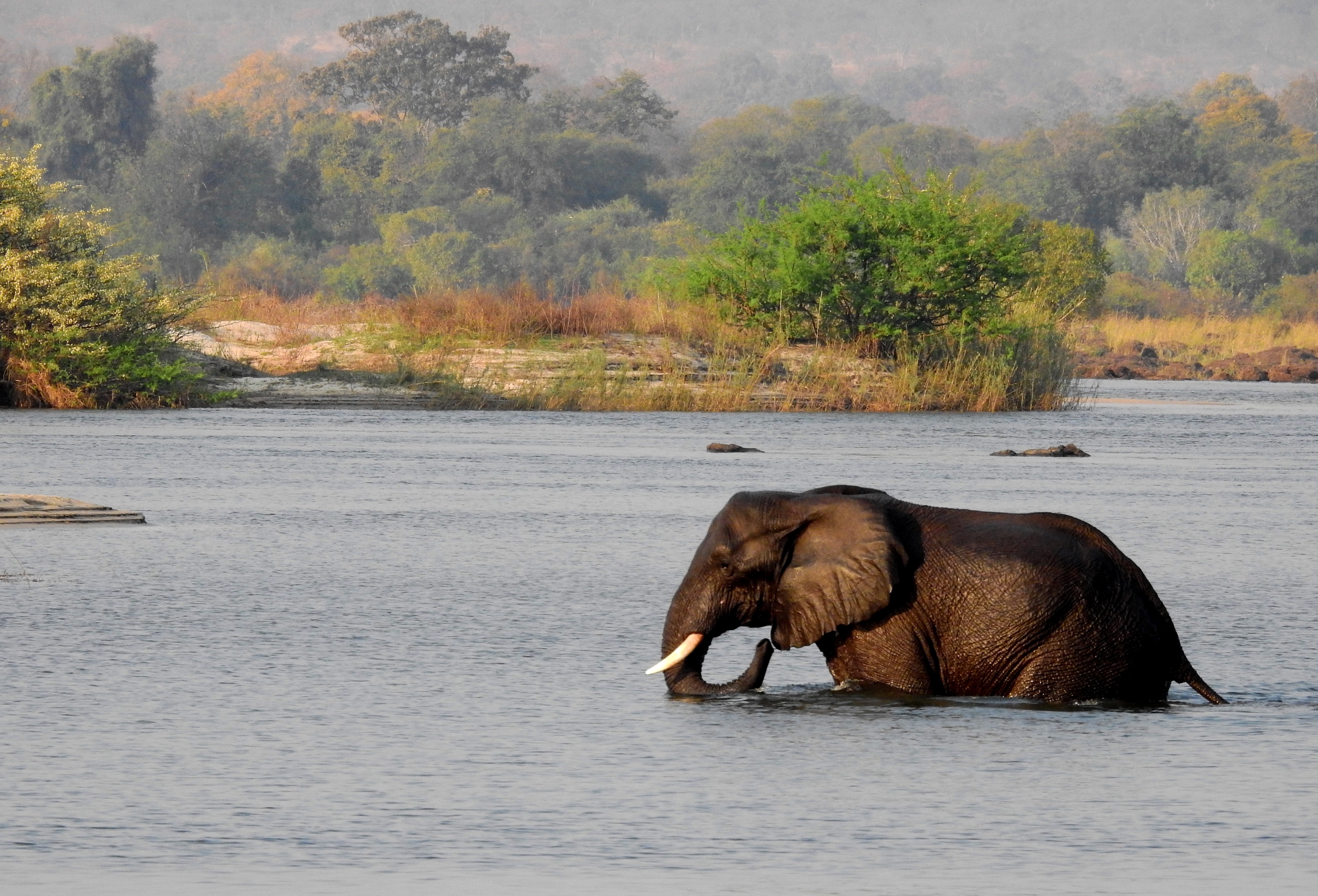 African Elephant crossing the Zambezi River