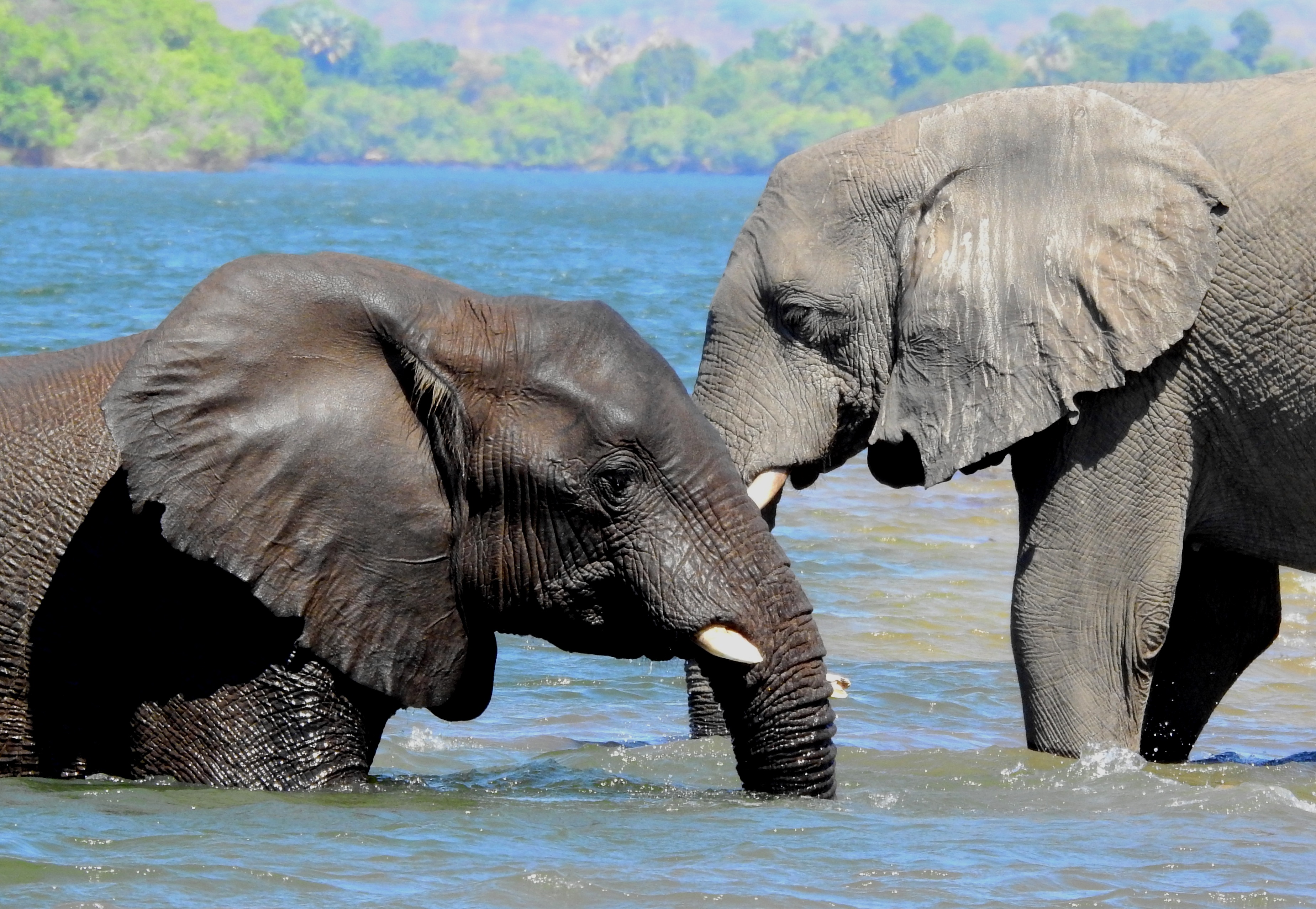 Two elephants in the Zambezi River
