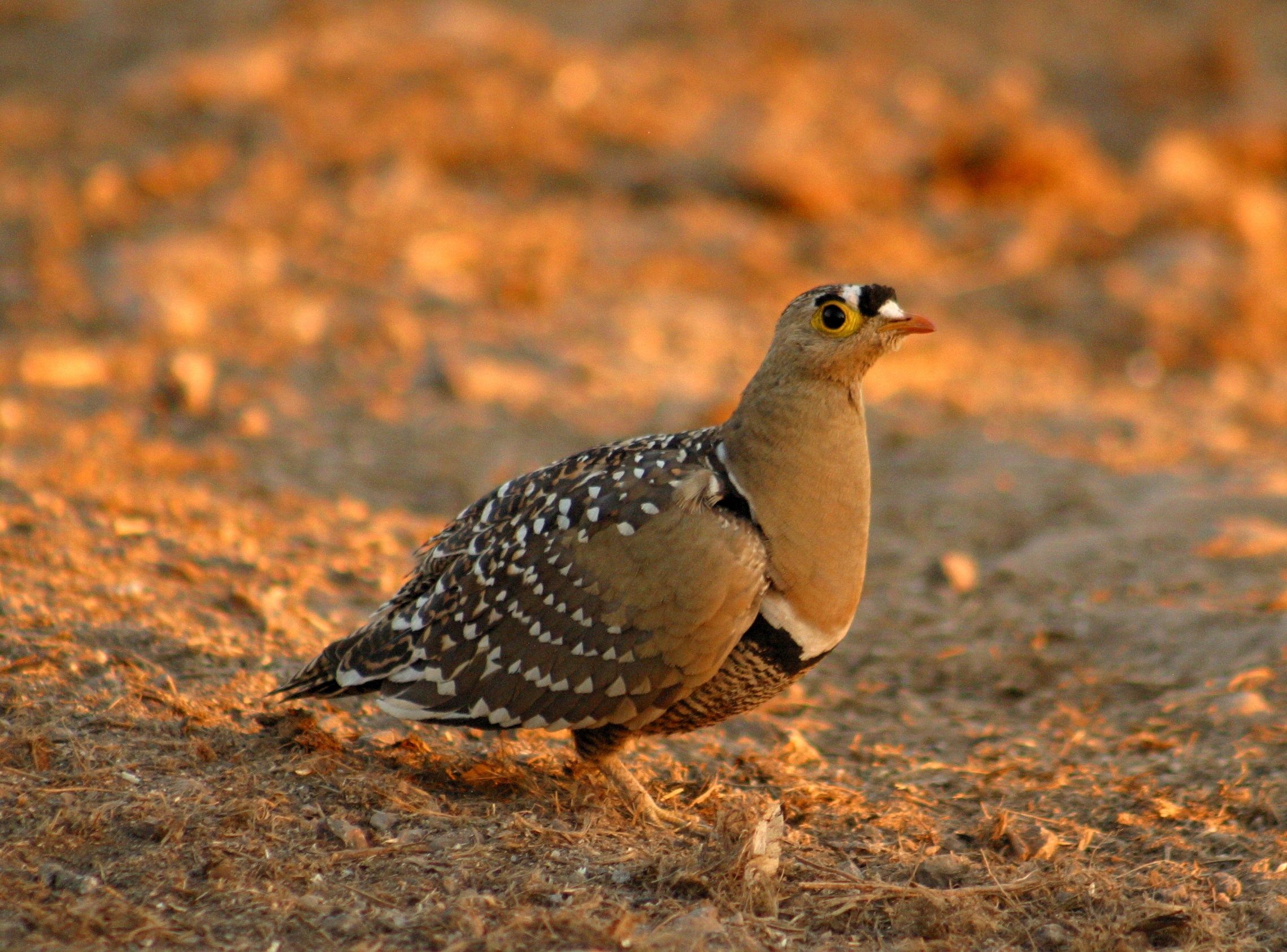 Double Banded Sand Grouse