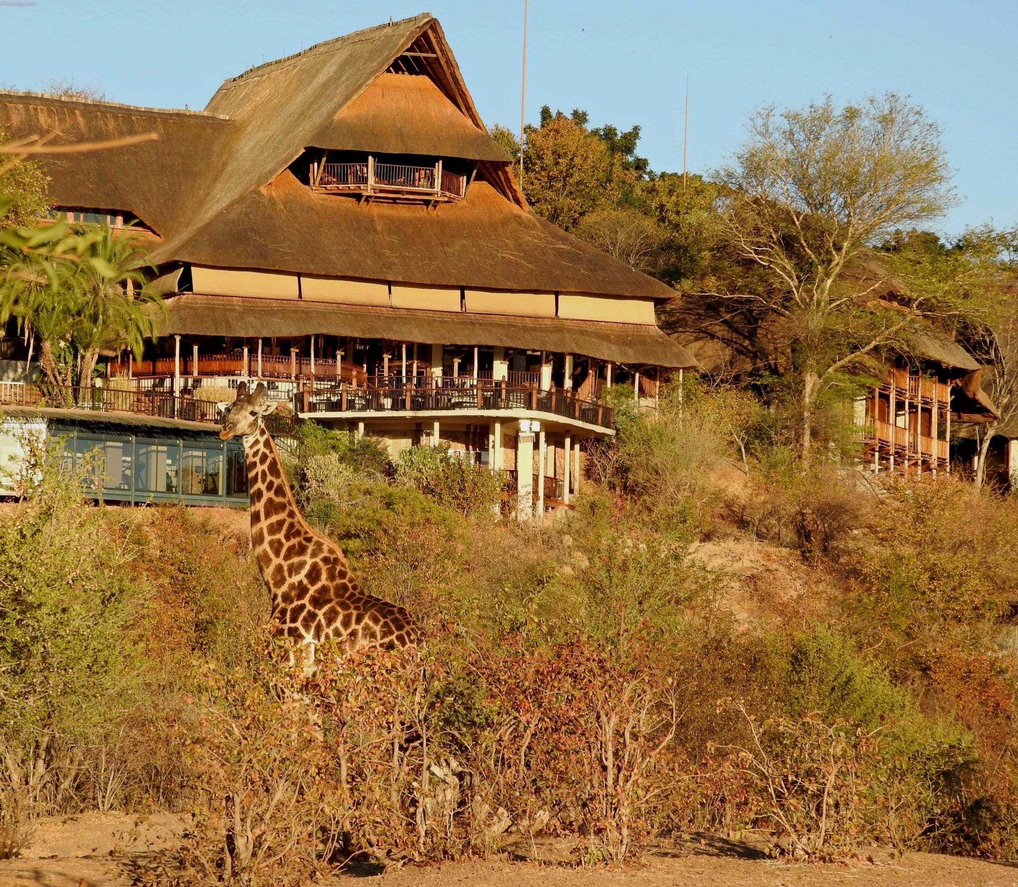A-giraffe-in-front-of-Victoria-Falls-Safari-Lodge-2048x1785