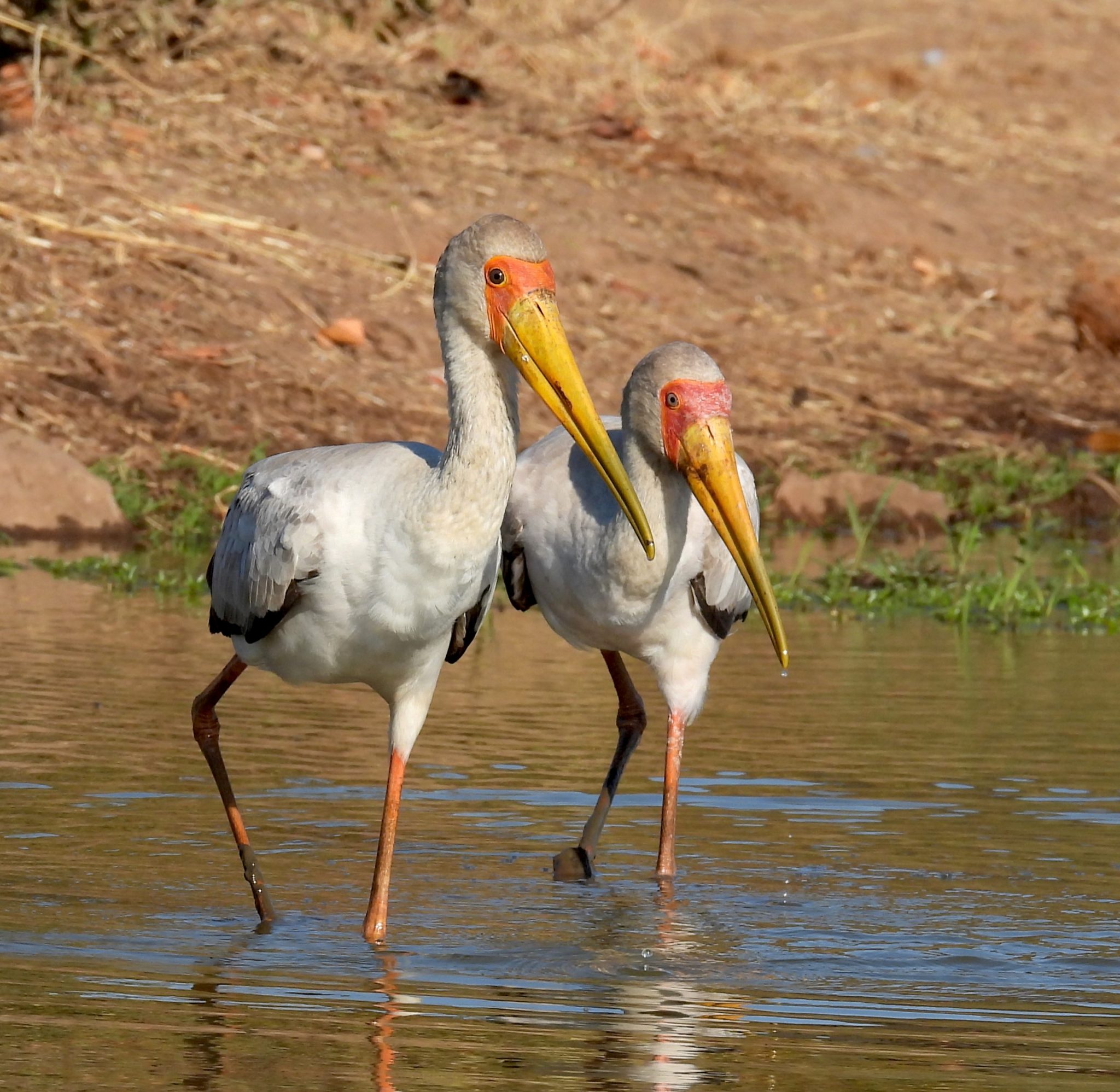 A-pair-of-yellow-billed-storks-at-the-waterhole-2048x1997