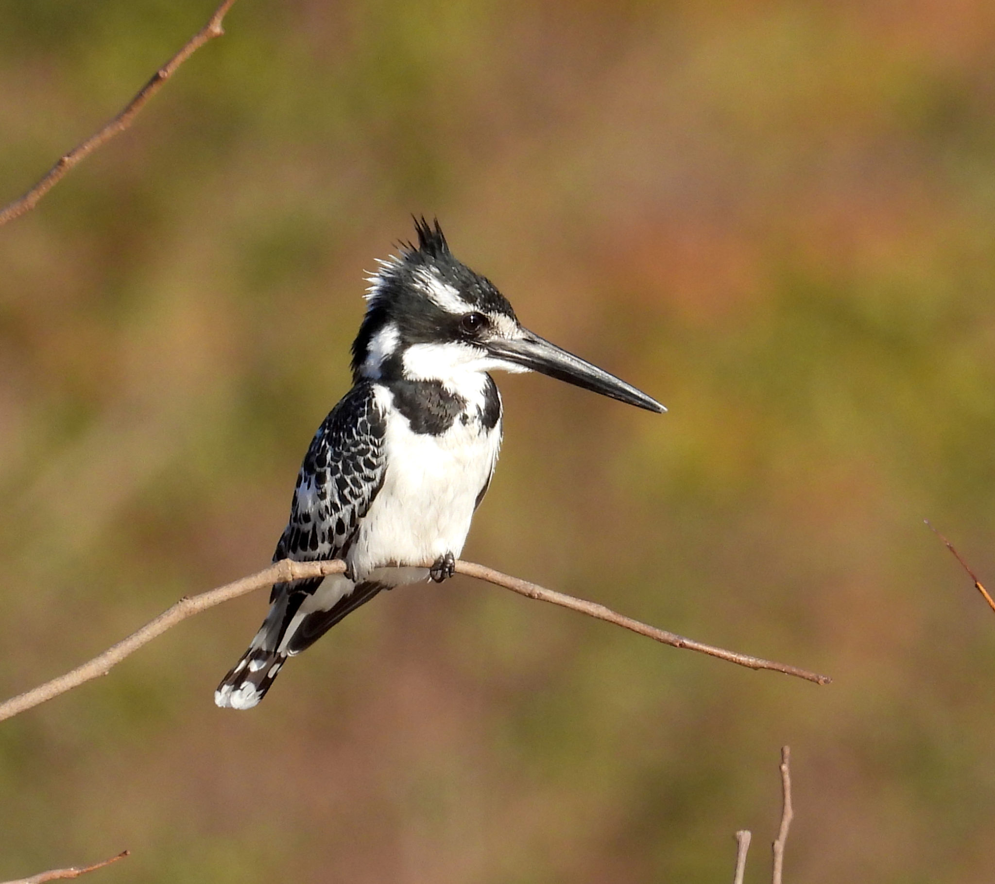 A-pied-kingfisher-resident-at-the-VFSL-waterhole-2048x1819