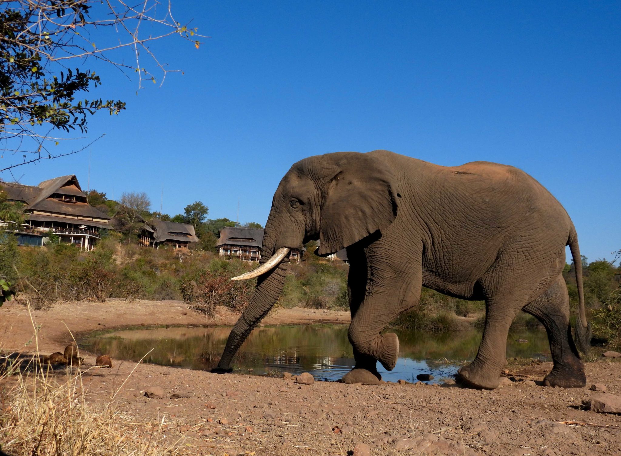 An-elephant-quenching-its-thirst-2048x1503
