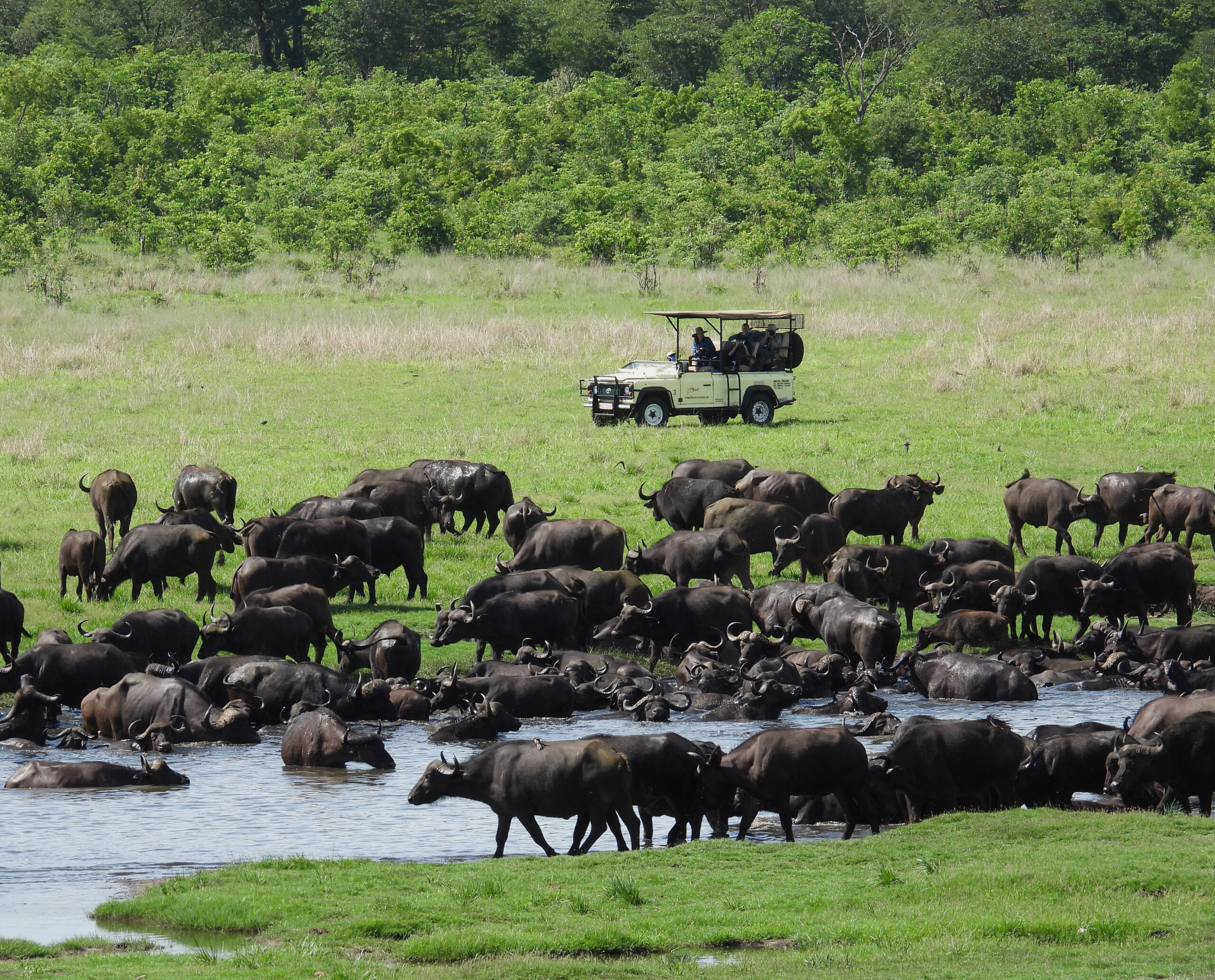 Large Cape buffalo herd in Zambezi National Park