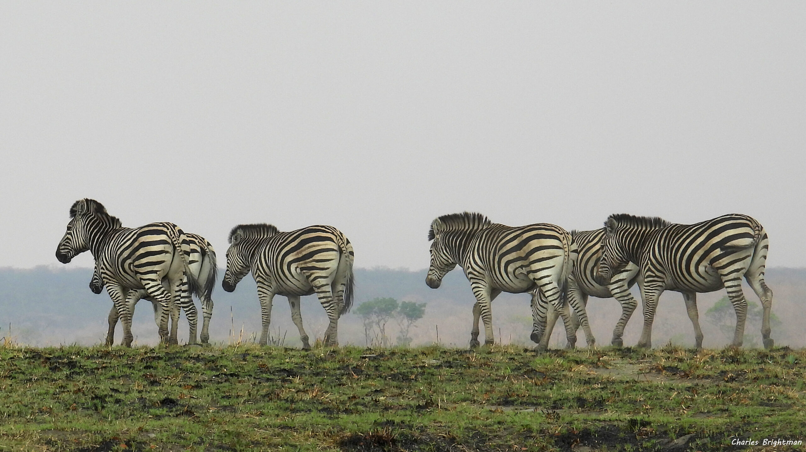 Zebra on the horizon