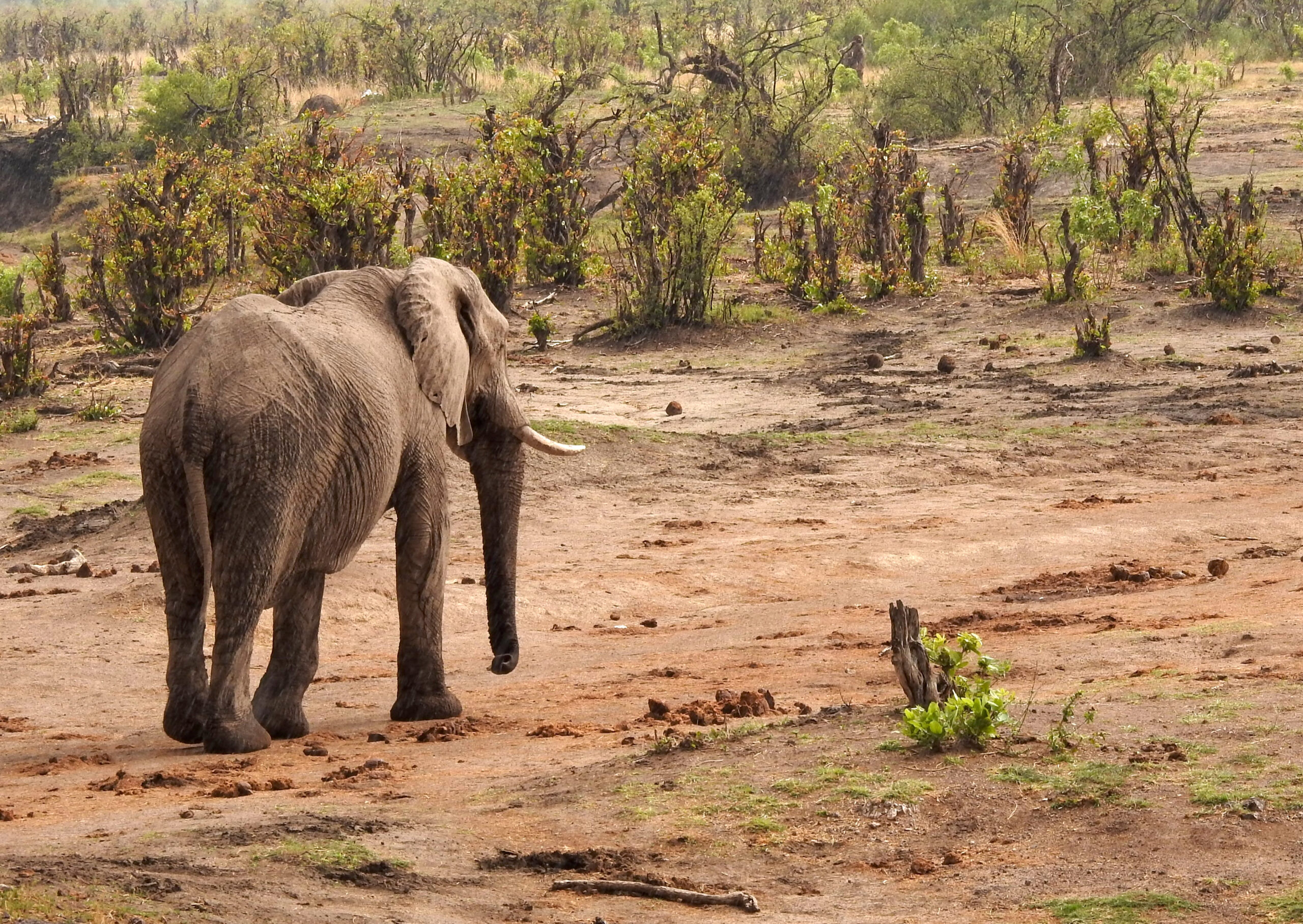 Elephant leaving the waterhole