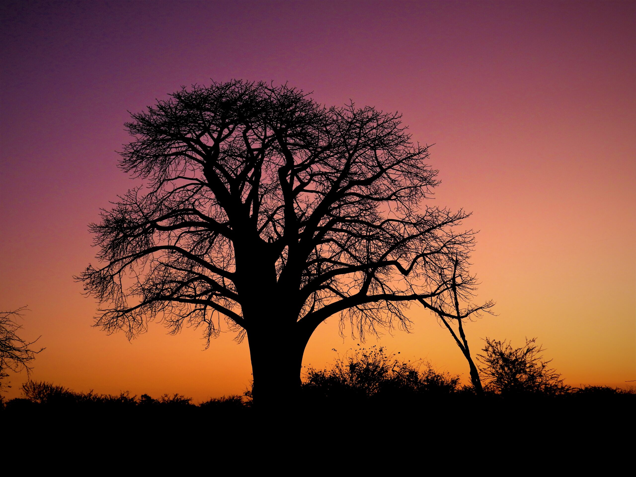 Baobab Sillhoutte in Zambezi National Park