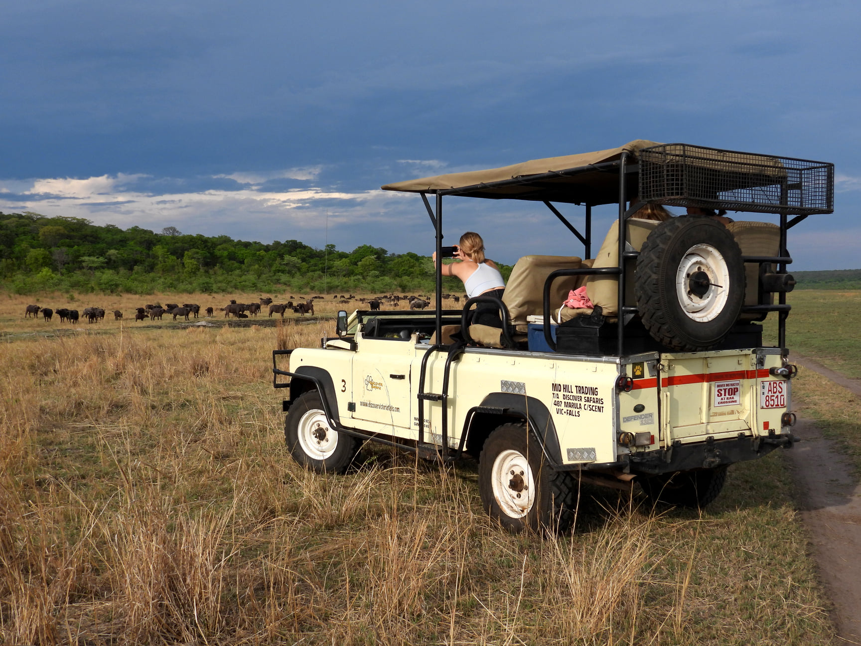 Discover Safaris game drive vehicle with buffalo herd