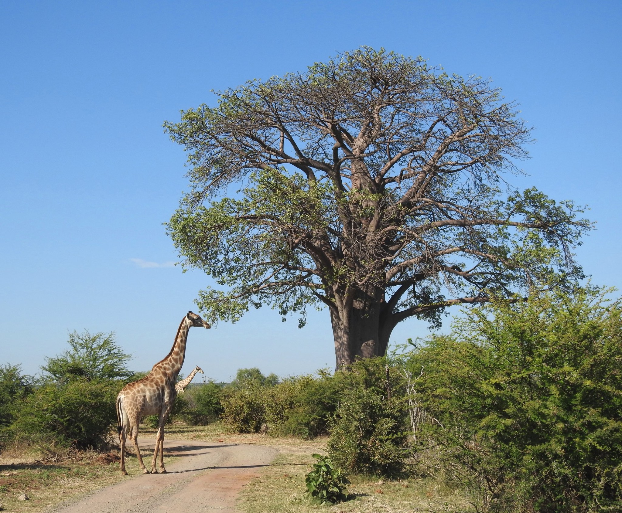 Giraffe and baobab tree