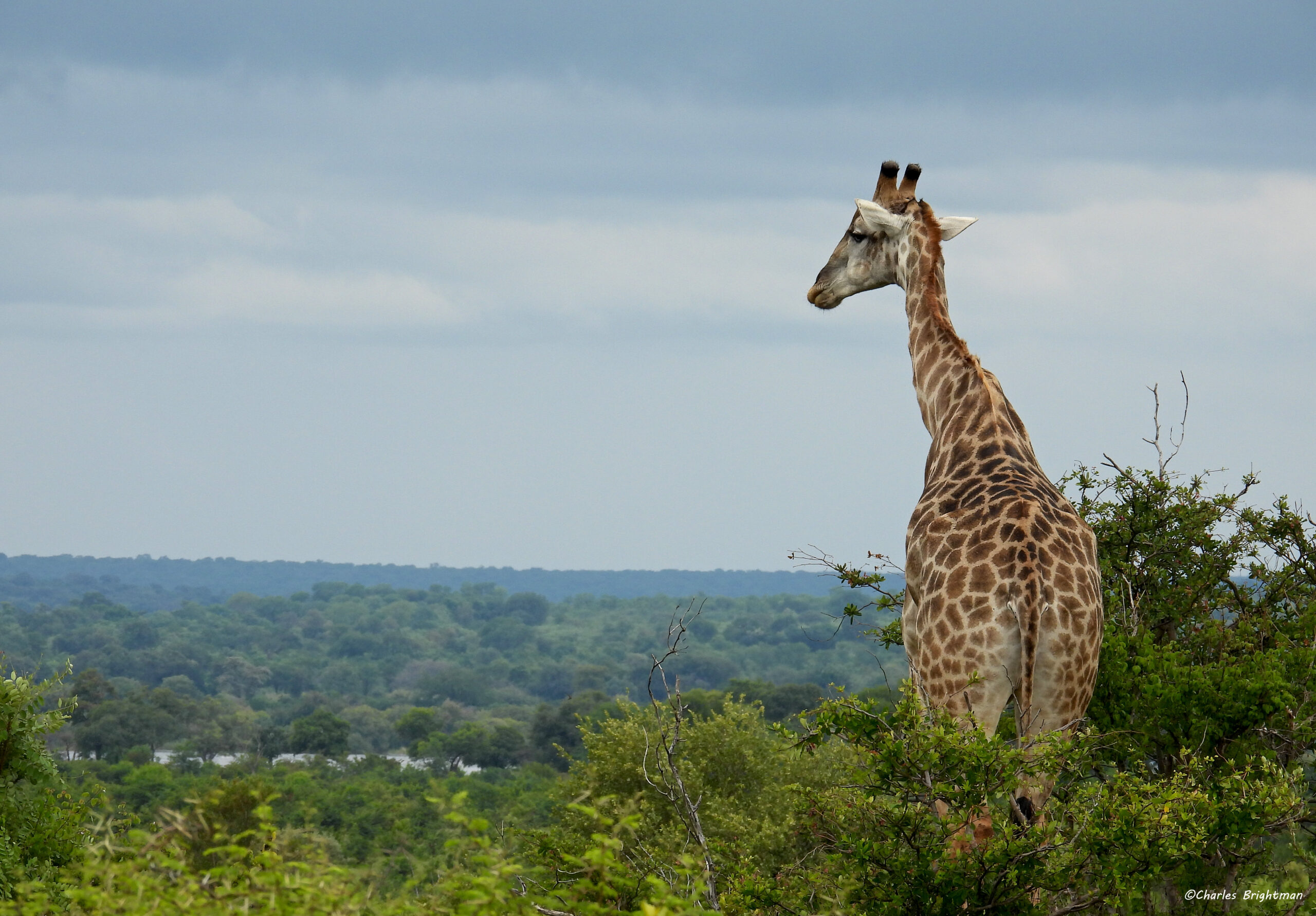 Giraffe in Zambezi National Park