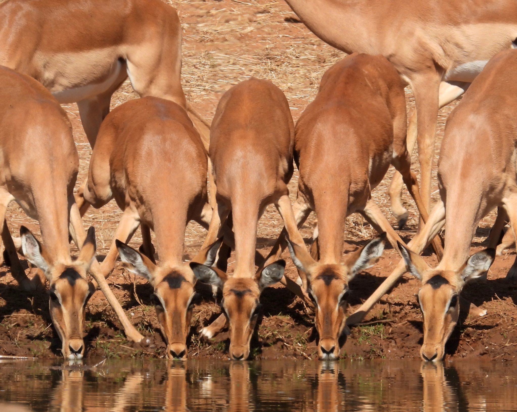 Impala-drinking-at-the-Victoria-Falls-Safari-Lodge-waterhole-2048x1632
