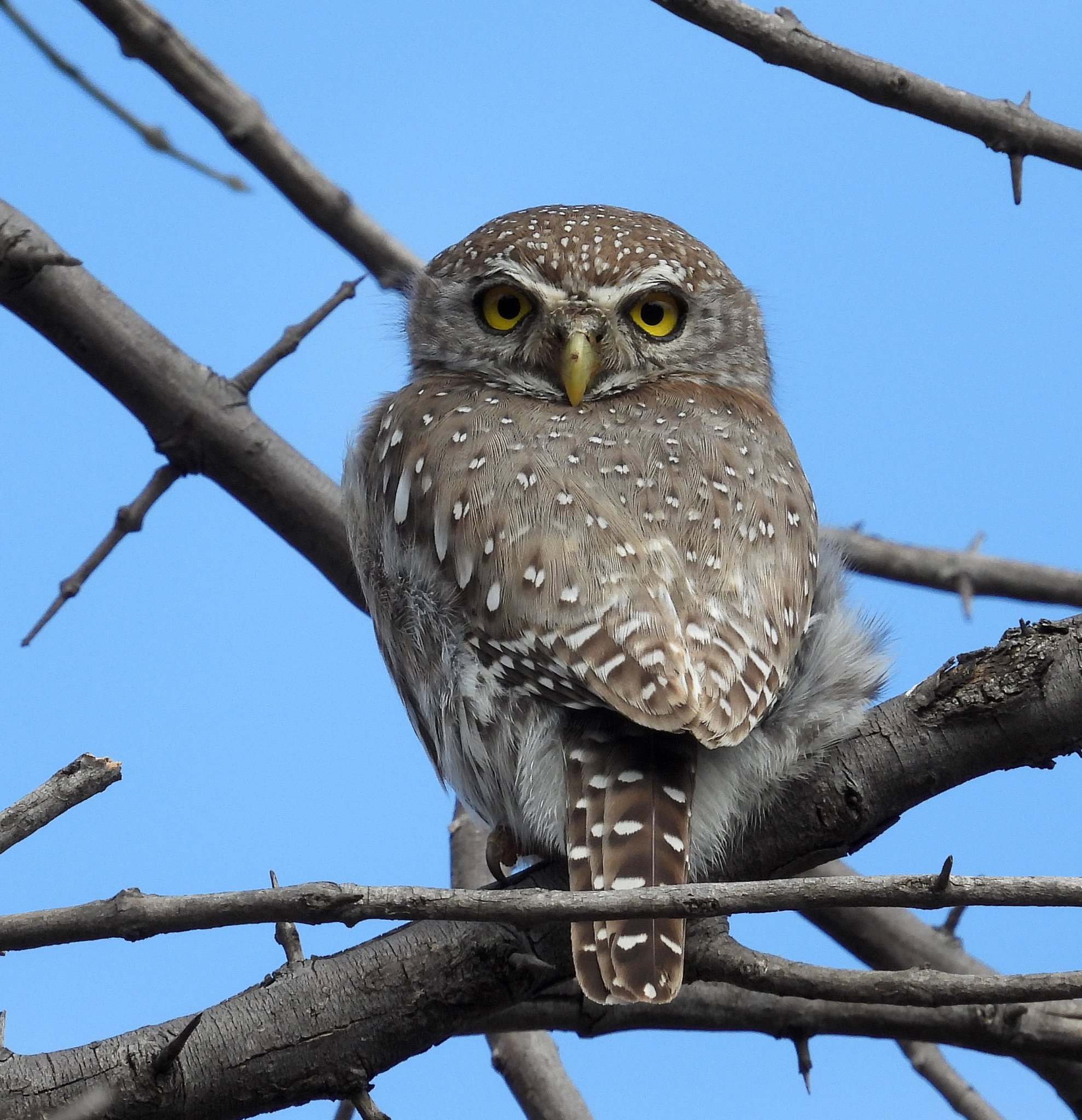 Pearl spotted owlet