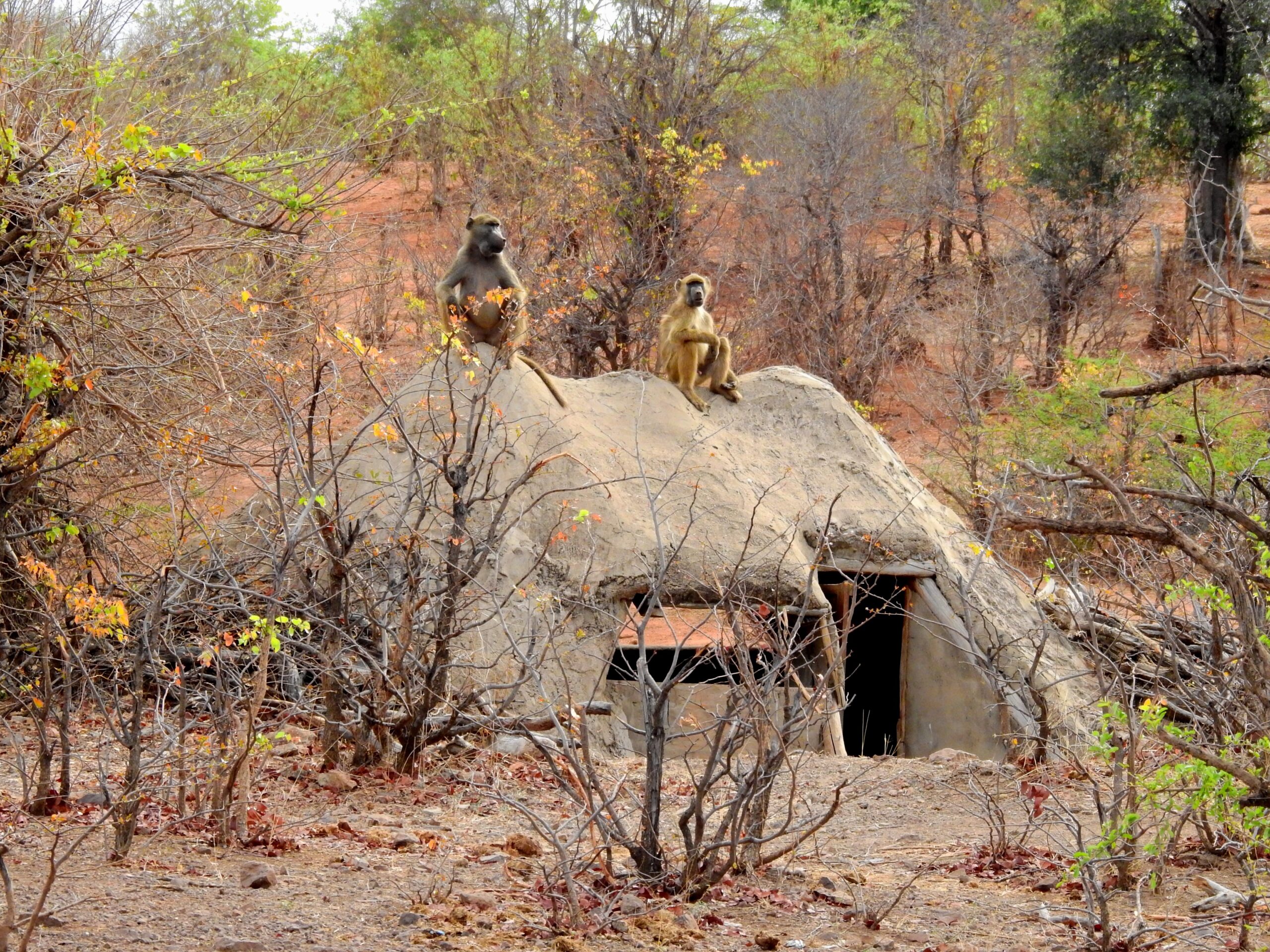 Siduli Hide Exterior