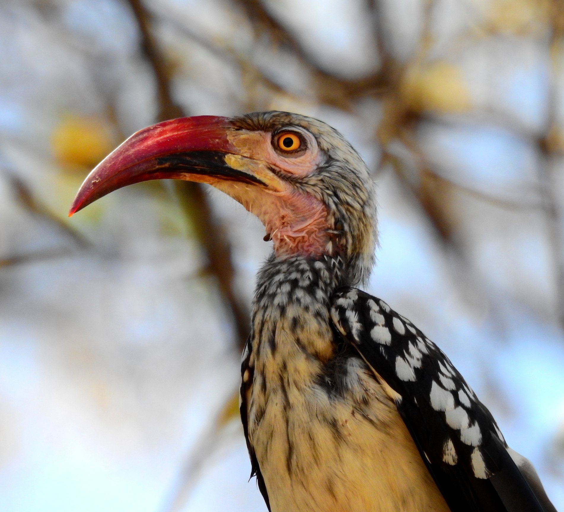 Red-billed Hornbill