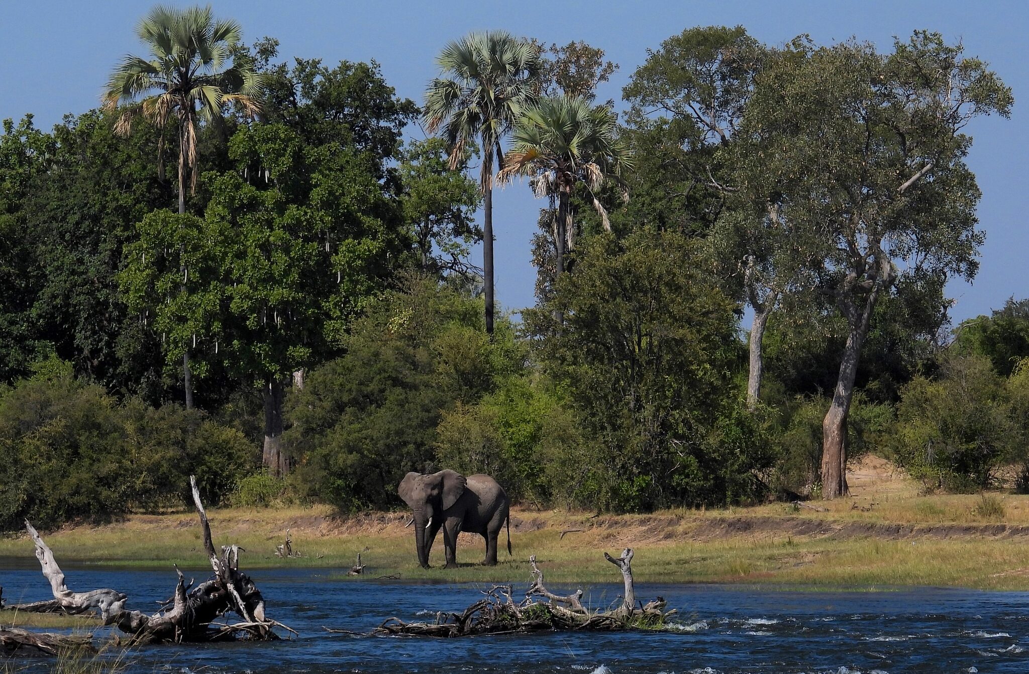 Sausage trees, Ilala Palm trees, Rain trees, the great Zambezi River and an elephant