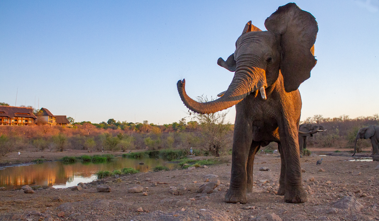 The elephant may suspect someone is nearby, so he shakes his head in irritation and as a warning sign.