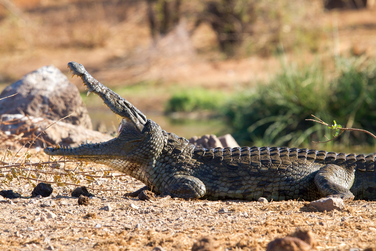One of the waterhole’s seven resident crocodiles enjoys a lazy afternoon beneath the African sun.