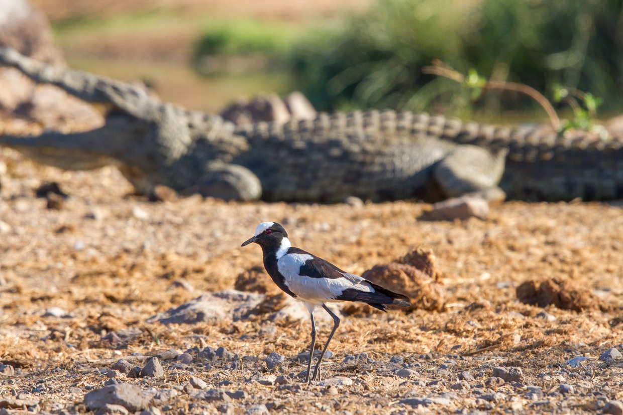 A blacksmith lapwing wanders bravely past the sleeping crocodile.