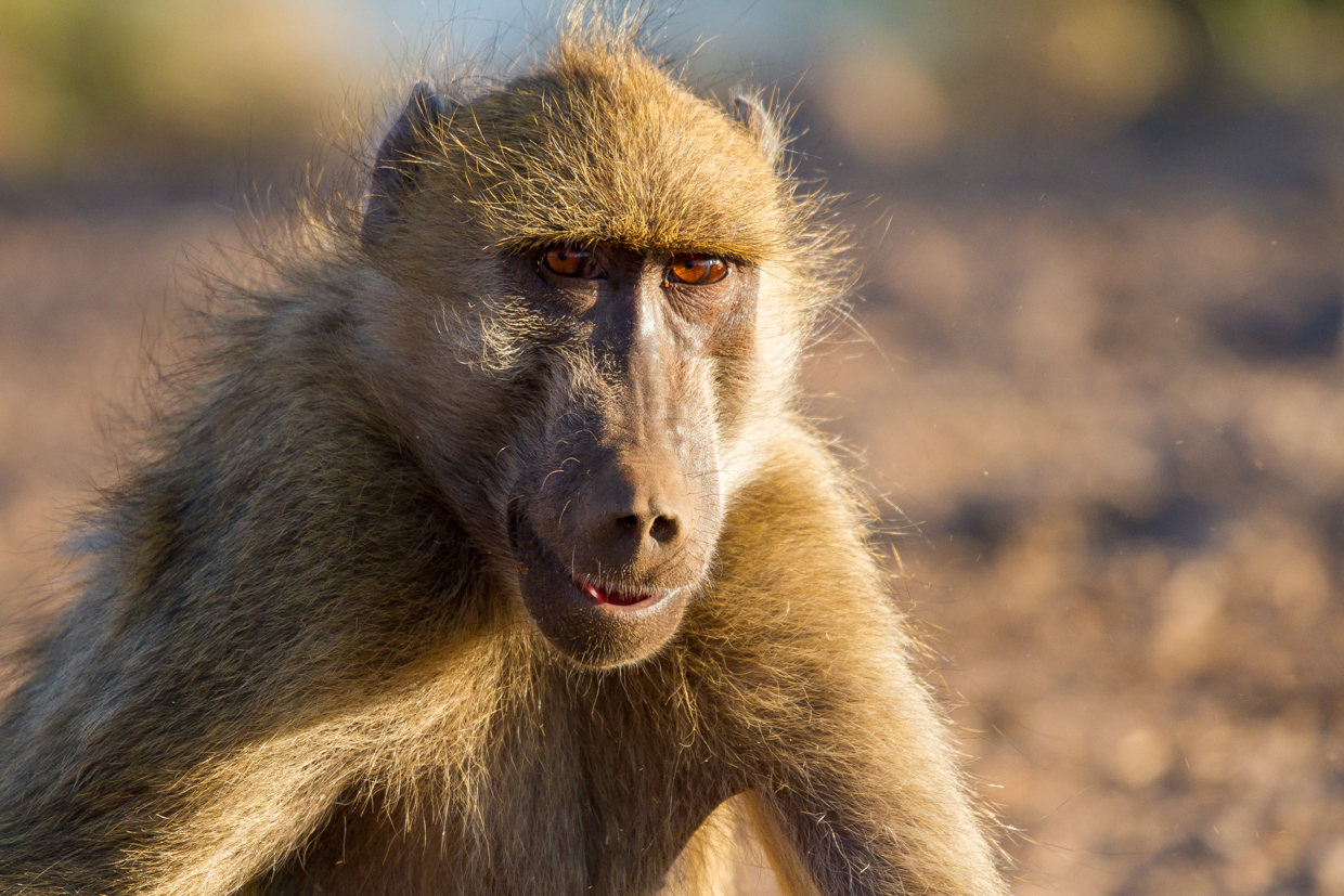 Baboons are endlessly entertaining to watch.