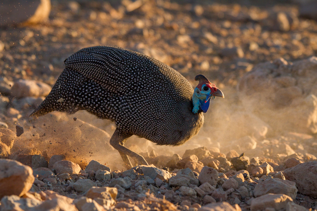 The late afternoon sun shows off the brilliant colours of wild guinea fowl.
