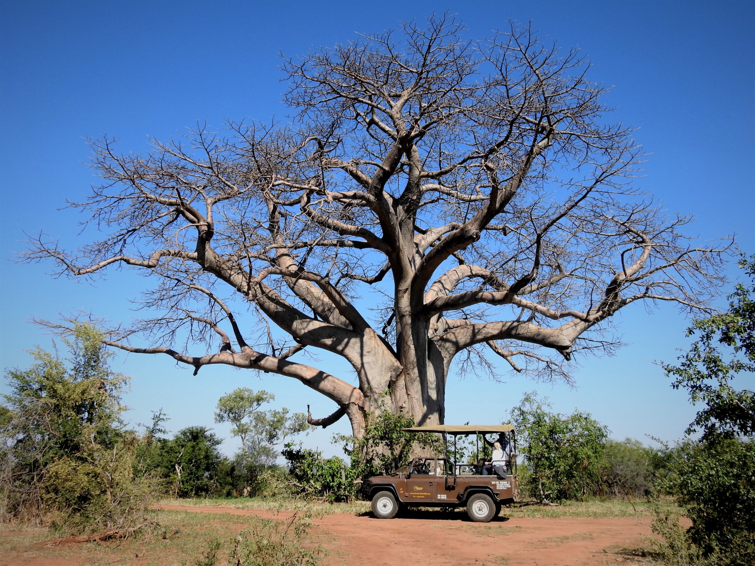 Vehicle and Baobab tree