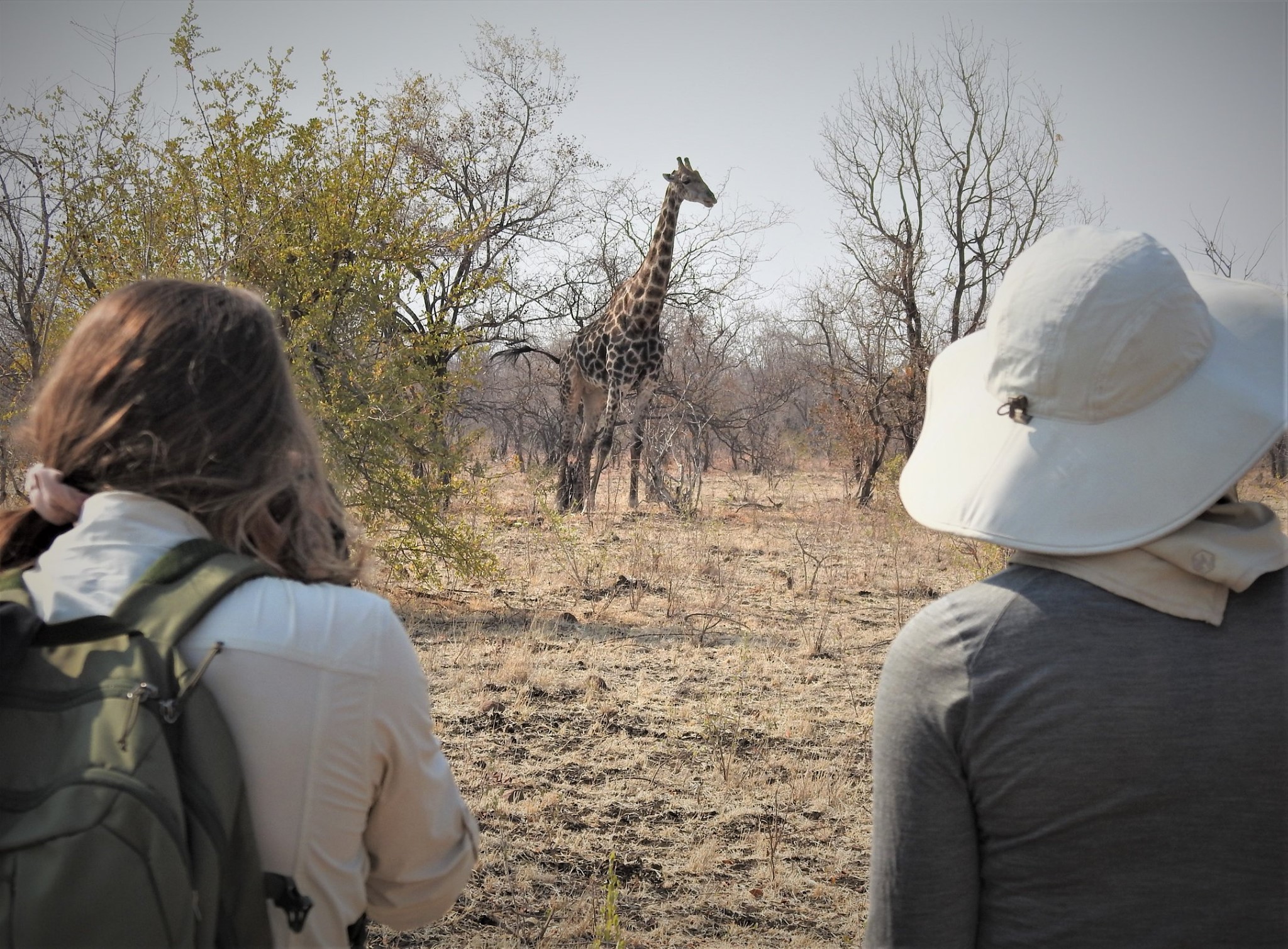 Walking Safari with giraffe