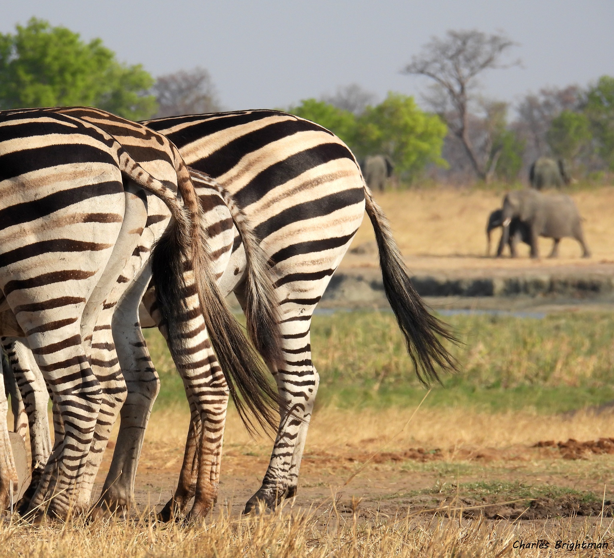 Zebra and elephant