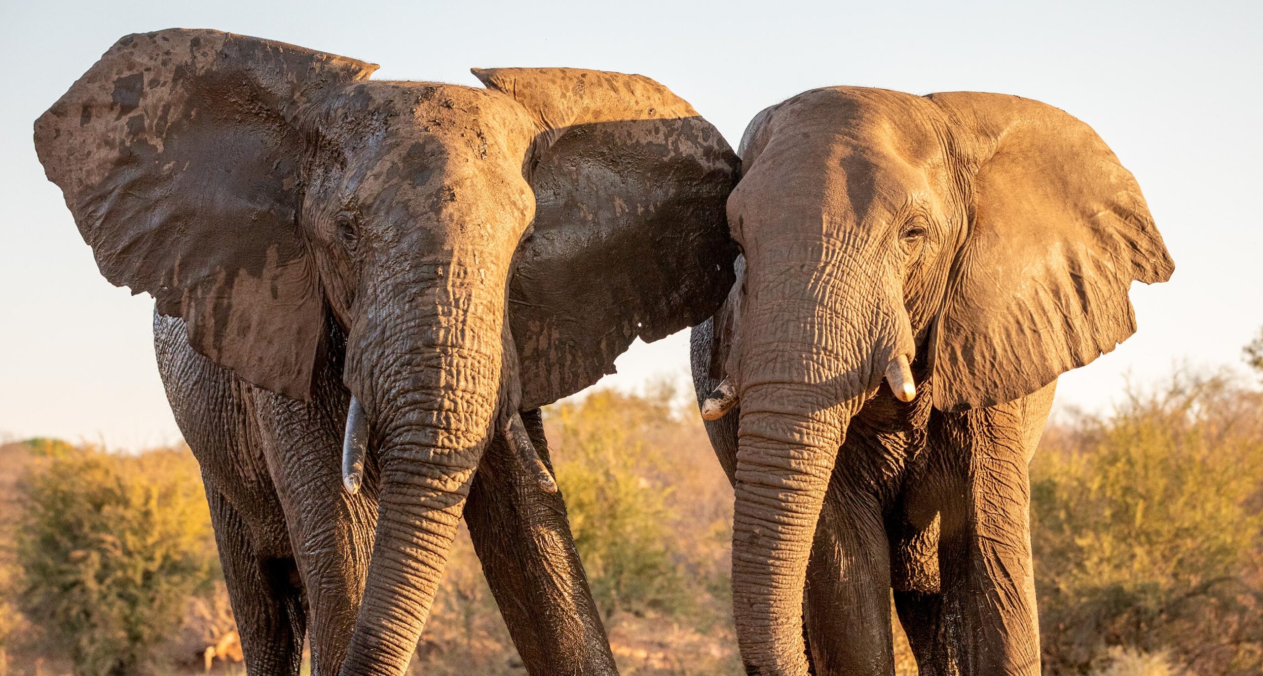 elephants-siduli-hide