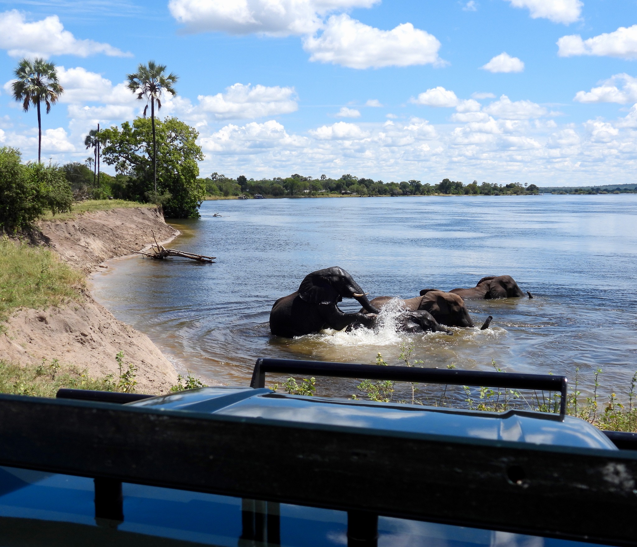 game drive. The elephants continue to enjoy the cooling water of the Zambezi River.