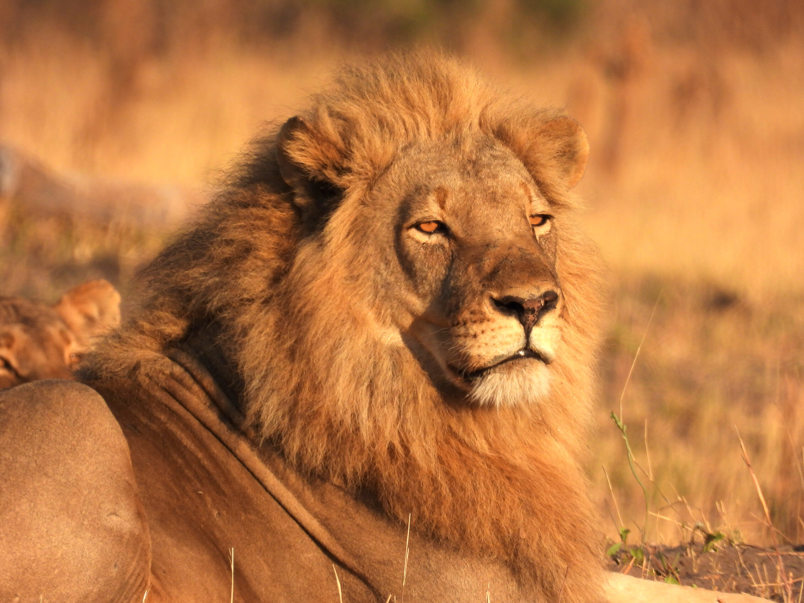Resting Male Lion