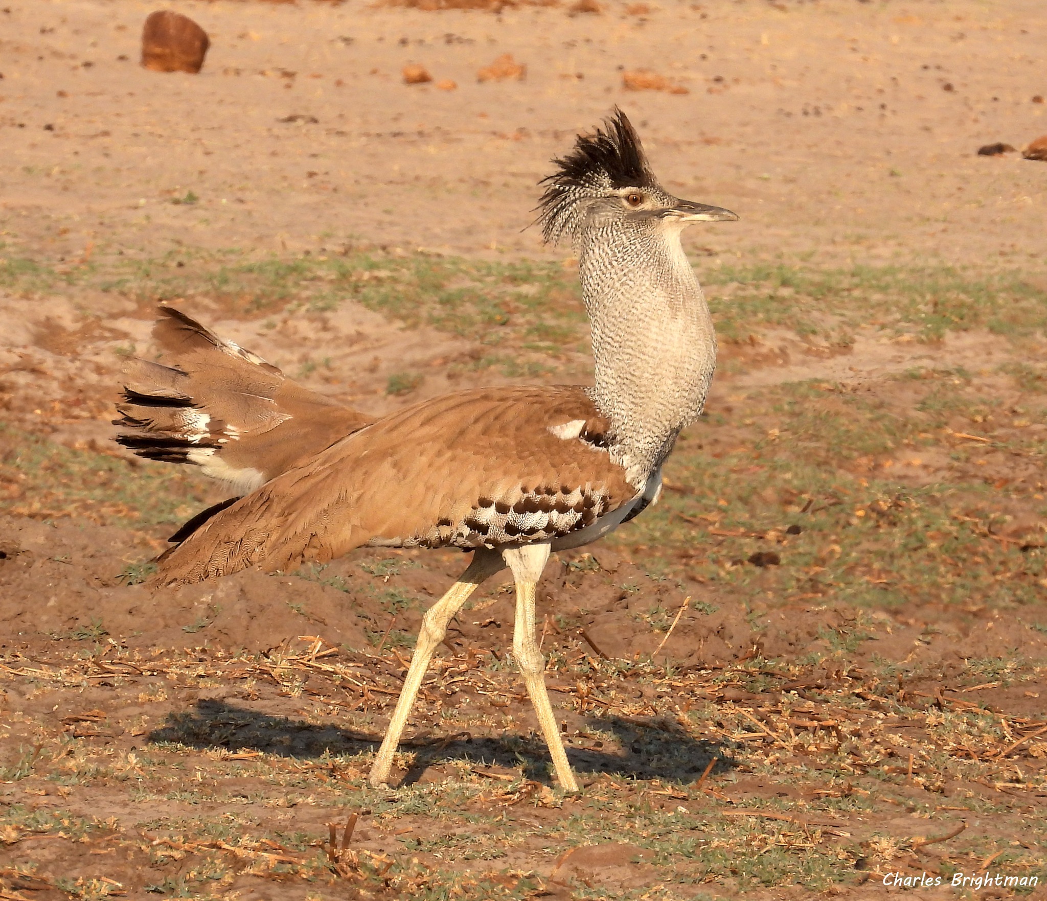 male Kori Bustard displaying