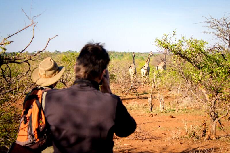 Half day walking safari viewing giraffe