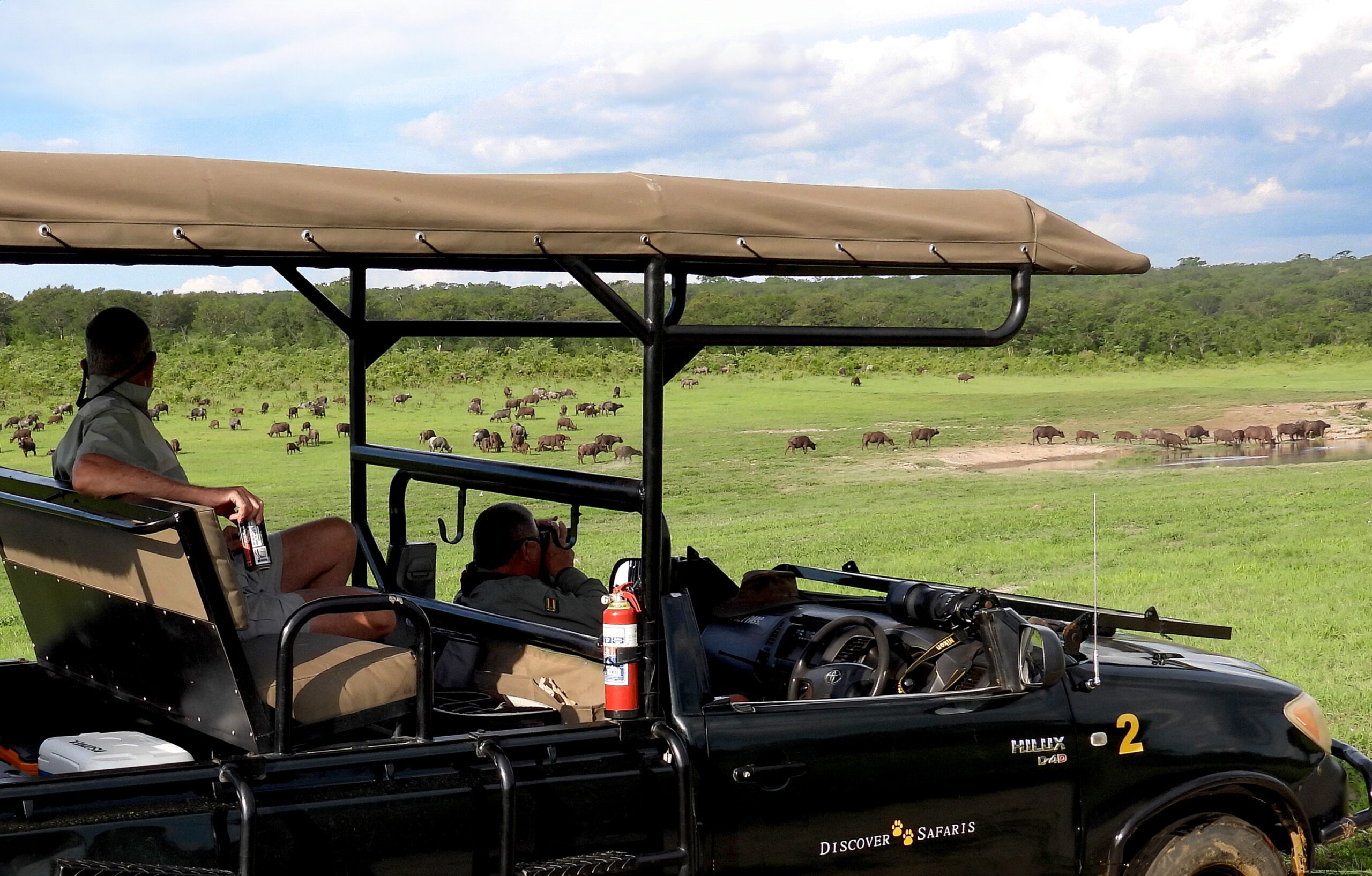 Viewing Cape Buffalo