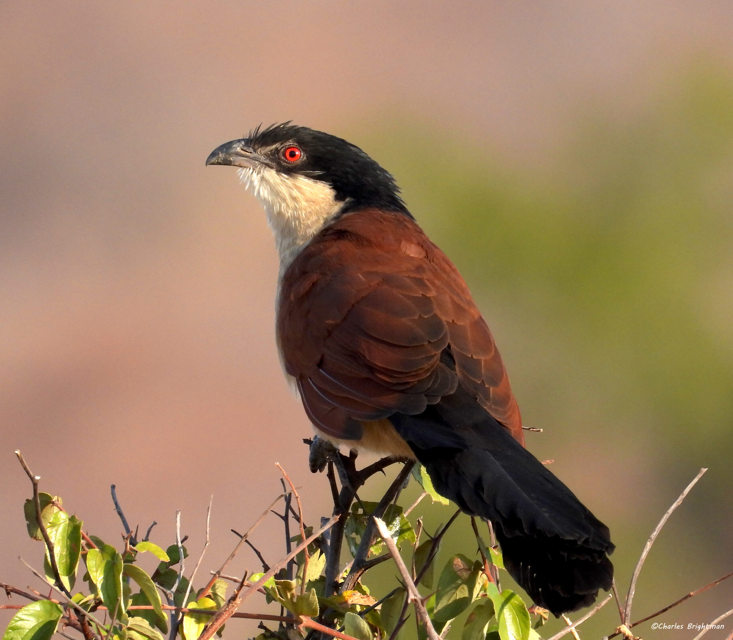 Coucal