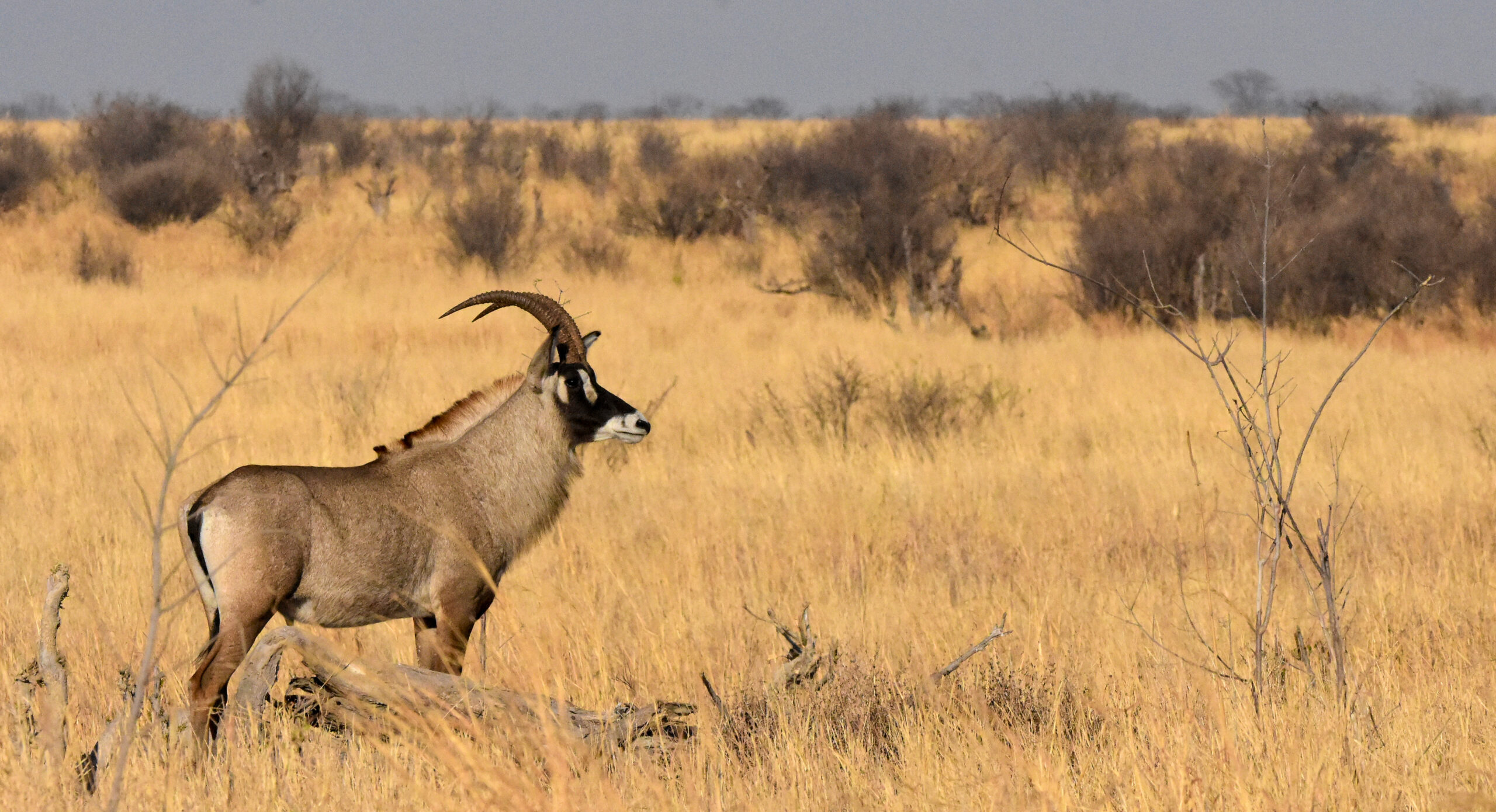 Roan Antelope Hwange National Park