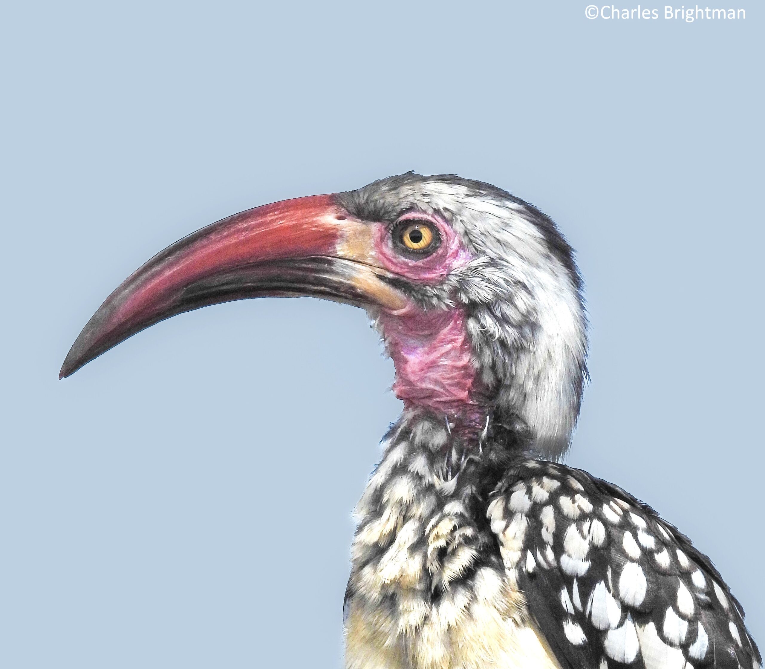 Red billed hornbill seen on birdwatching safari