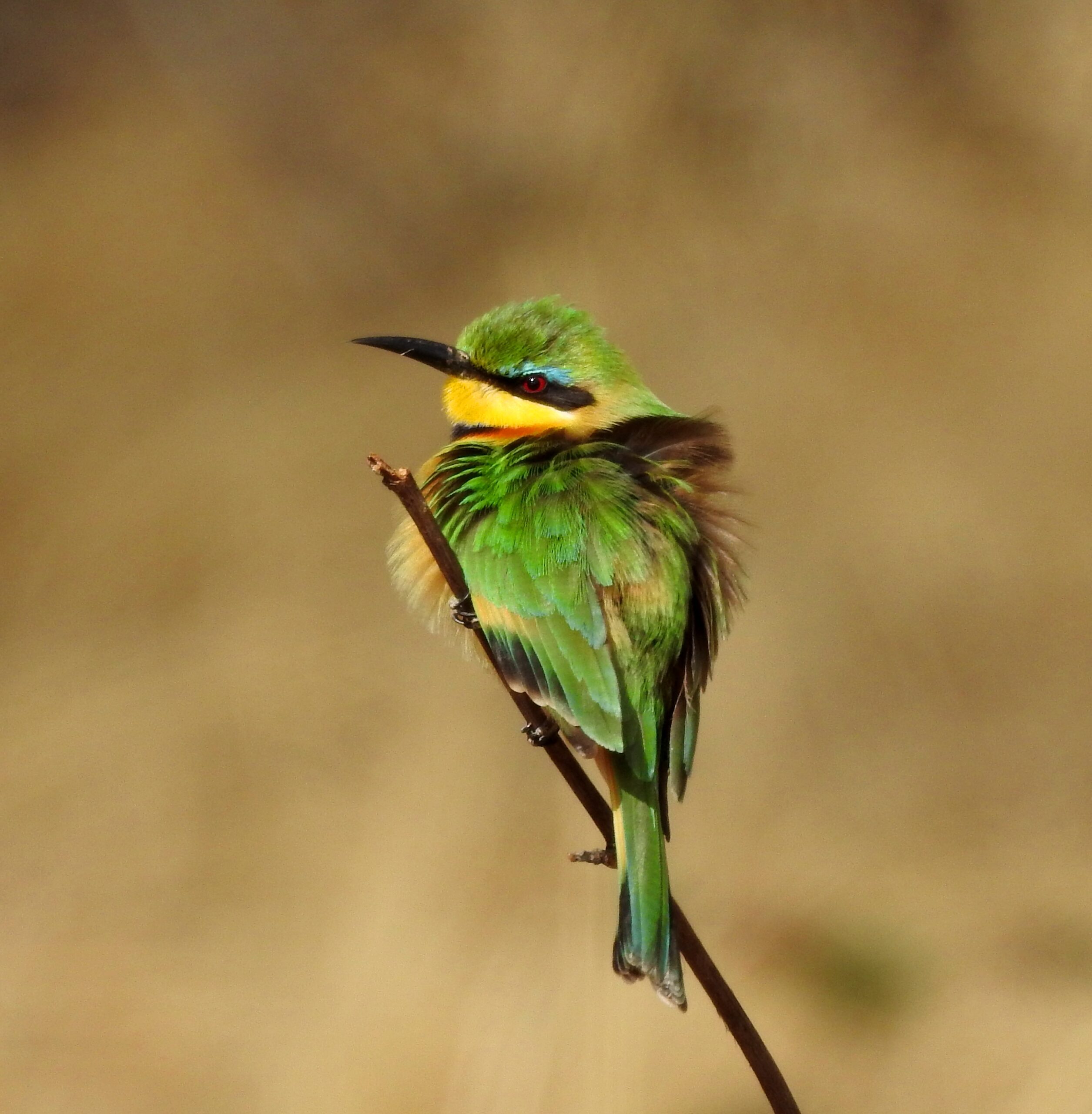 Little Bee-eater